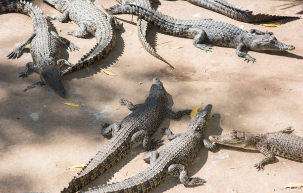 istock Group of Juvenile Crocodiles 1223514681