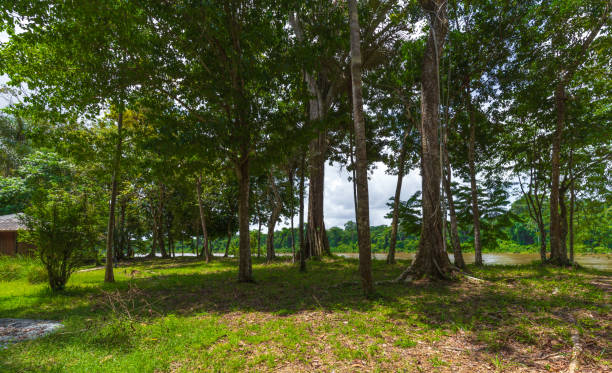 istock Jungle Trees In Lush Tropical Rainforest 1223514682