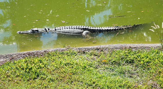 Alligators in the water near a safari camp in Binga at Lake Kariba between Zambia and Zimbabwe.