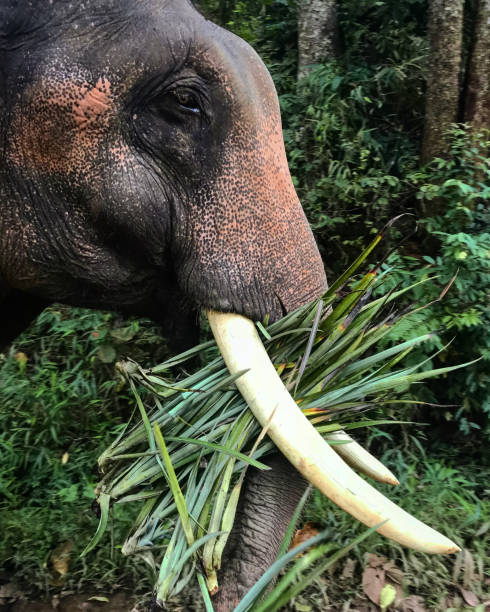 istock Asian Elephants in open field 1223518638