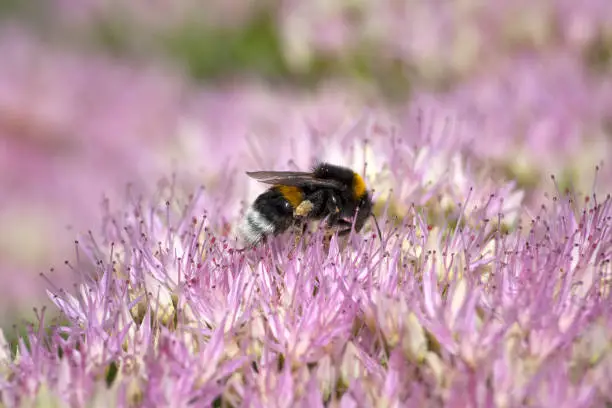 Photo of Bee