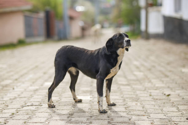 istock black dog standing in street and looking at camera 1223519395