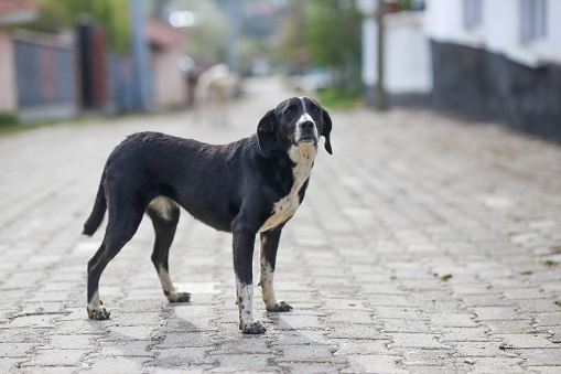 black dog
standing in street and looking at camera