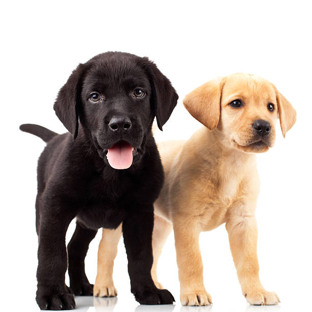 istock two cute labrador puppies 122352265