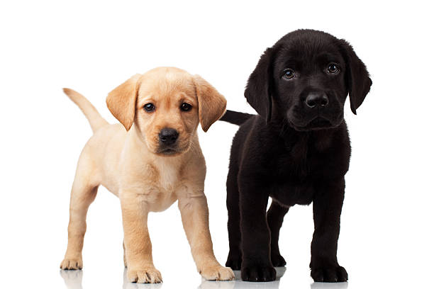 istock two cute labrador puppies 122352269