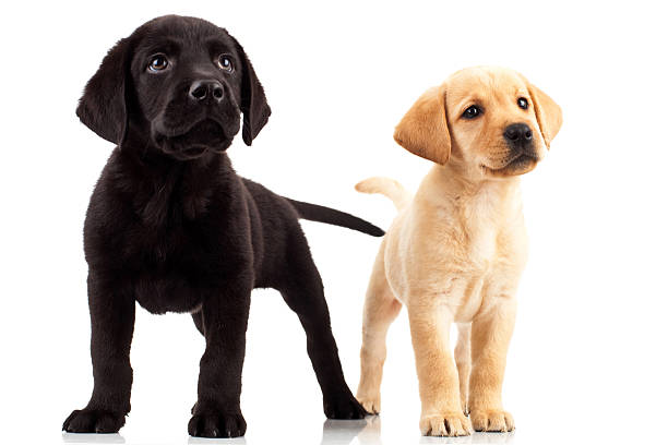 istock two cute labrador puppies 122352273