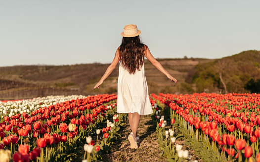 Back view of anonymous woman in summer dress and hat walking near blooming tulips in meadow on sunny day in nature