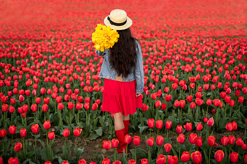 Back view of stylish female influencer with bunch of flowers standing in middle of red tulip field in April in Netherlands