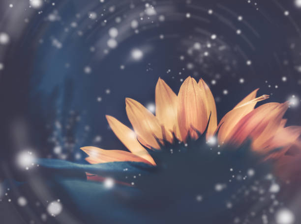 istock Dramatic Sunflower flower background; Nature background 1223524834