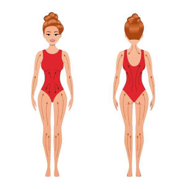 female with massage lines female with massage lines and directions on her body. Anti cellulite, exfoliation blood circulation and smooth skin. dry brushing to reduce toxins and relieve swelling. Isolated vector illustration back scratch stock illustrations