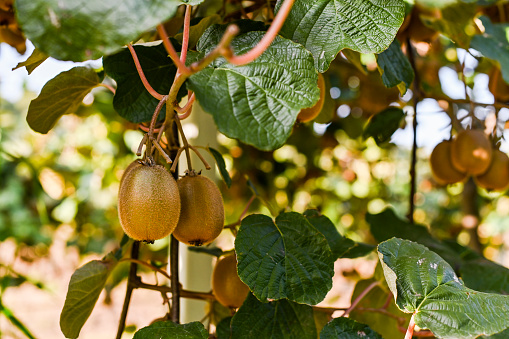 Kiwi on a kiwi tree plantation with with huge clusters of fruits. Garden with trees and organic fruits. Solar light and leaf movement