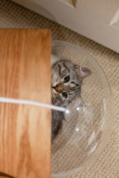 istock Cat indoors toy 1223528002