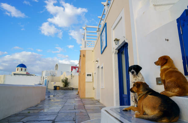 istock dogs staring at Santorini 1223528051