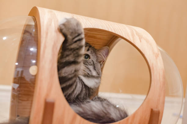 istock Cat indoors toy 1223528068