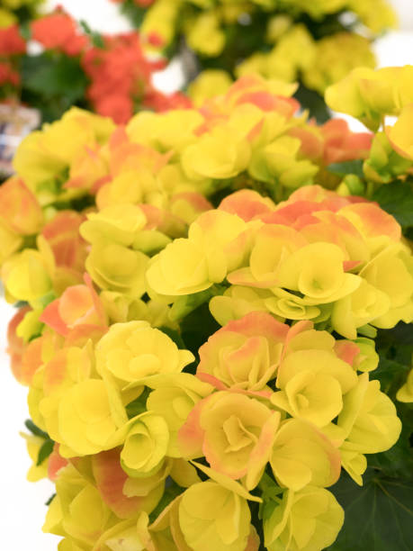istock Elachiol Begonia 1223529026