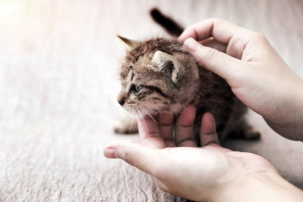 istock human take care of adorable whisker cat 1223529059