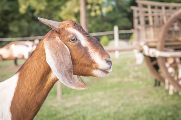 Spotted Brown Nubian Farm Goat standing in the Pasture Looking away from Camera