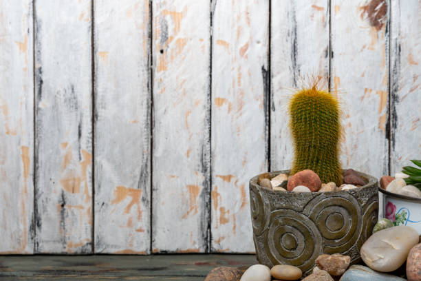 pots with small plants with thorns on rustic wooden table with cacti and succulents