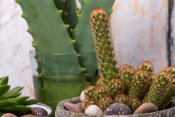 istock prickly pears and succulents in small decorative pots next to round stones 1223530938