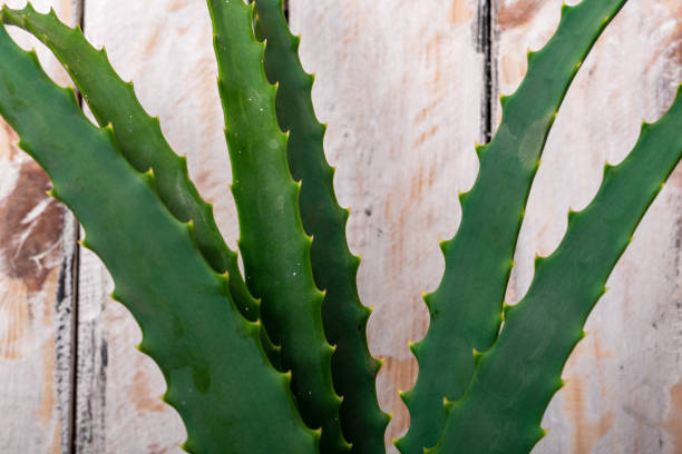 istock prickly pears and succulents in small decorative pots next to round stones 1223530991