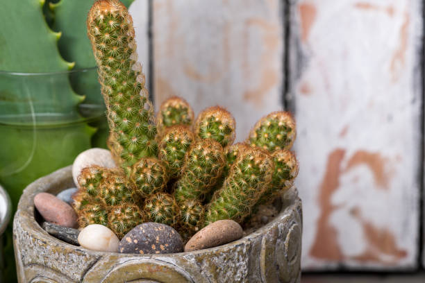 istock prickly pears and succulents in small decorative pots next to round stones 1223531010