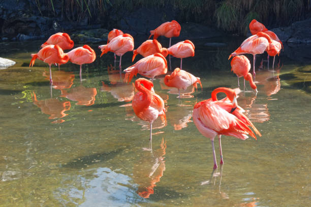 istock Flamingos under the sun in a river 1223532424
