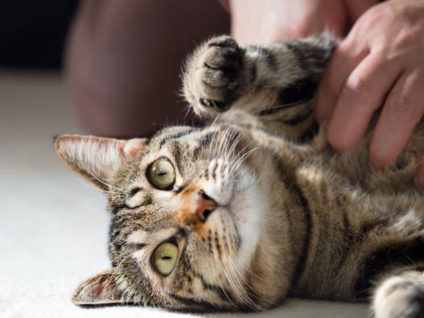 istock Domestic cat to relax 1223532427