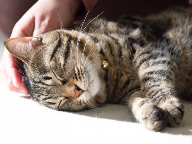 istock Domestic cat to relax 1223532437
