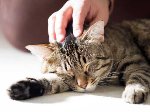 istock Domestic cat to relax 1223532461