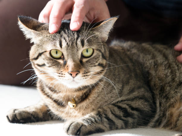 istock Domestic cat to relax 1223532480