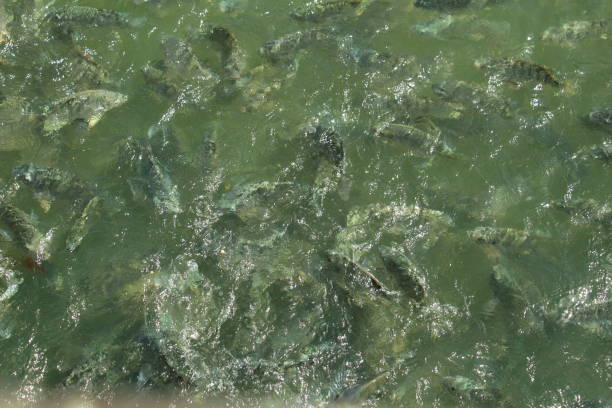 istock Fish feeding point at pewa lake nepal 1223532585