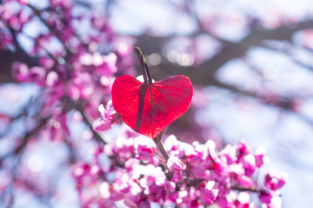 Close-up shot of bright red, hear-shaped leaves and brilliant pink blossoms on the same tree.