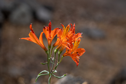 Flowers-Asiatic Lily in bloom-Howard County,Indiana
