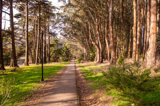 istock Walking path lined up with trees in Presidio park, San Francisco 1223535084