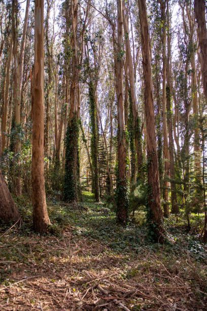 istock Walking path lined up with trees in Presidio park, San Francisco 1223535119