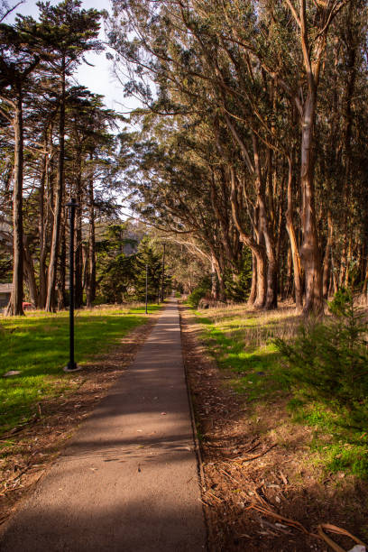 istock Walking path lined up with trees in Presidio park, San Francisco 1223535875
