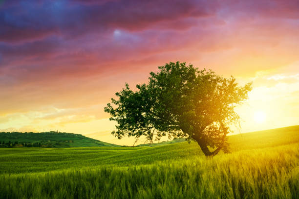 istock Alone tree on spring meadow at sunrise with  sun 1223535988