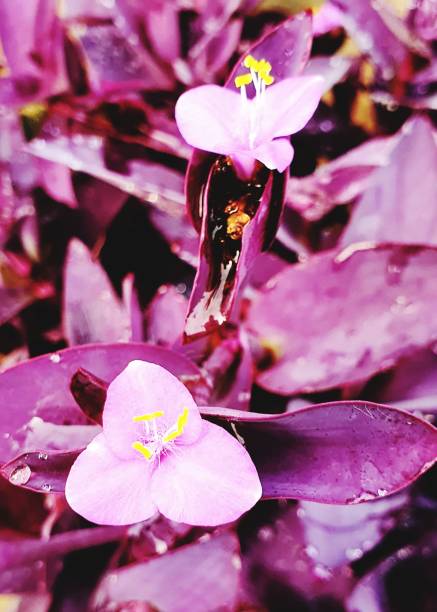 istock small purple flower and purple leaves 1223536708