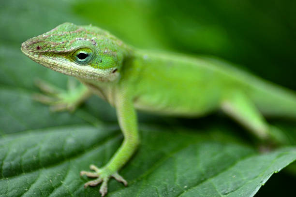 istock Eye of a Green Lizard 1223537787