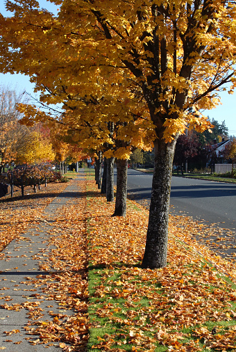 Trees with fall leaves along the city street of Port Angeles Washington