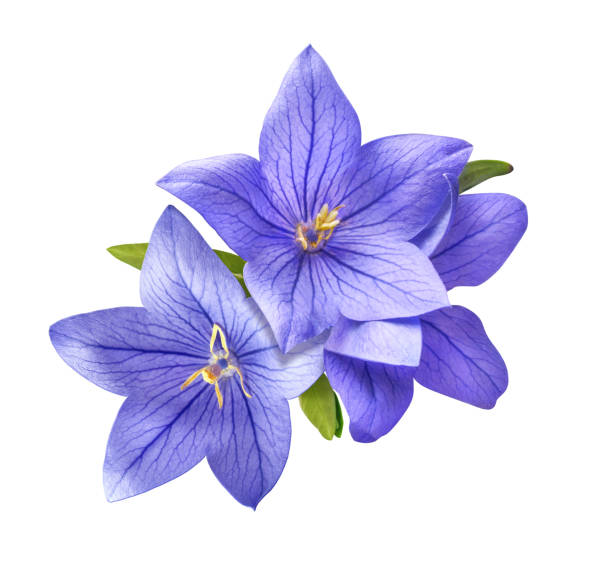 bright bluebell flowers bouquet isolated on white background tender bright bluebell flowers bouquet isolated on white background stamen purple african violet clipping path stock pictures, royalty-free photos & images