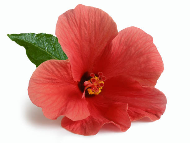 istock orange hibiscus flowers and buds 1223543095