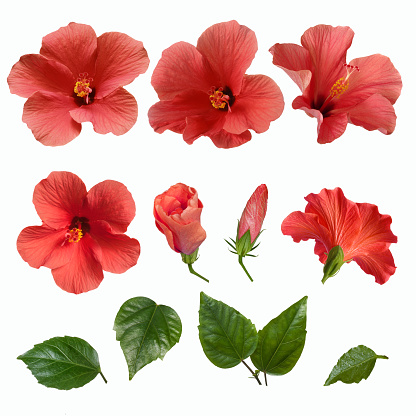 bright large flowers buds and leaves of pink hibiscus isolated