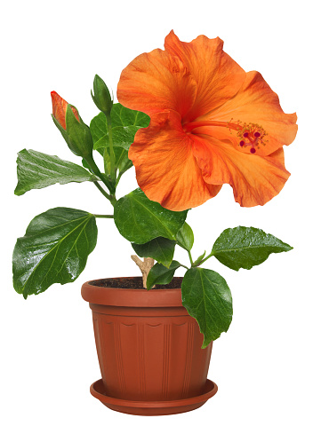 bright large flowers and buds of potted orange hibiscus Torino