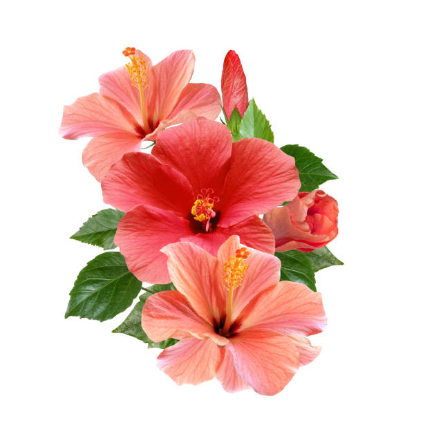 istock pink hibiscus flowers bouquet isolated on white background 1223543213