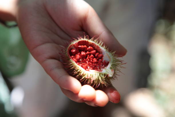 Achiote (Bixa orellana) fruit with seeds from Amazon Tropical Rainforest, Brazil