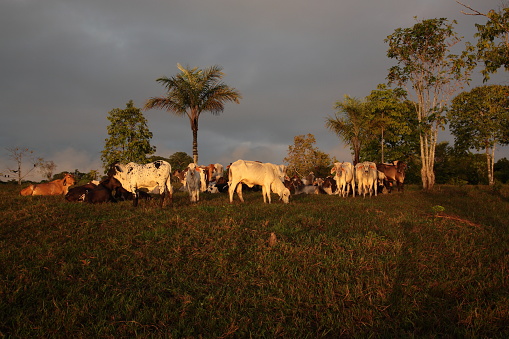 Cattle grazing in Amazon Tropical Rainforest at sunrise Brazil