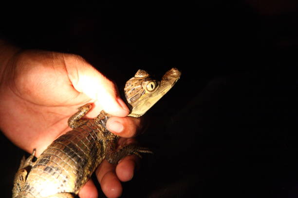 istock Catching wild Caiman in Amazon Jungle river, Brazil 1223544087