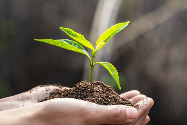 istock World environment day concept:The young woman is holding a small tree. Two hands holding a light green tree. holding seedlings isolate. 1223544923
