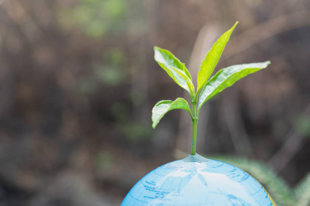 istock Human hands holding trees and globes. Trees that grow on the globe. globe and tree in his hand. World Environment Day Concept.Taking care of the world. 1223544930